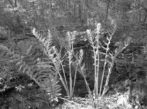 Ferns In Spring